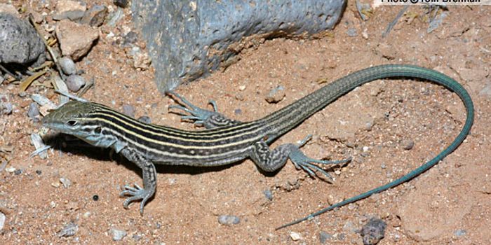 Current Theories of Lizard Extinction via Global Warming Could be Way Off