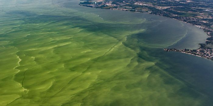 What's behind Lake Erie's algal blooms?