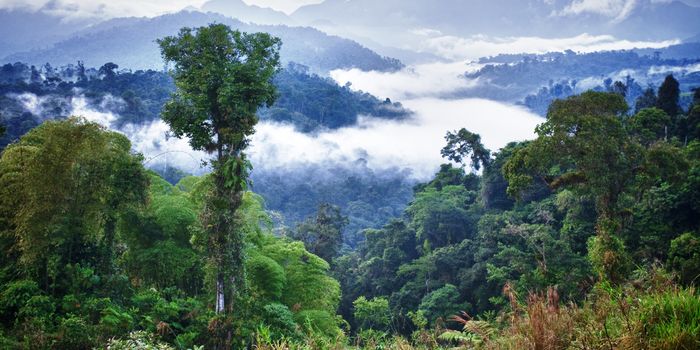 Are all the trees dying?