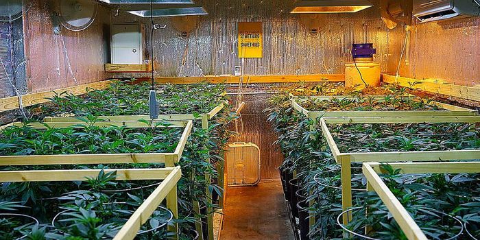 Medical Cannabis: How It's Produced and Processed