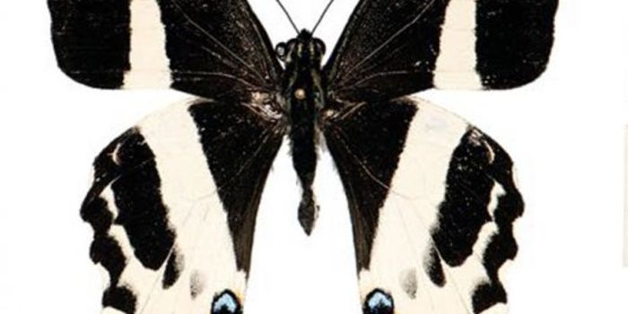 Scientists Discover New Swallowtail Butterfly Species on Vanua Levu
