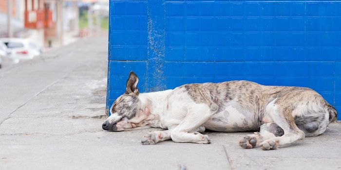 Clinical trials go forth for osteosarcoma in dogs and glioblastoma multiforme in humans using the same precision medicine