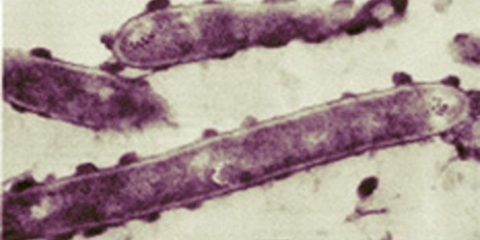 Using Bacteria to Reduce Carbon Dioxide Emissions