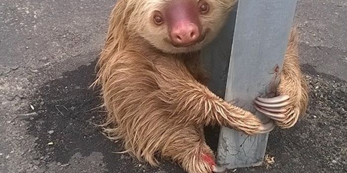 This Sloth Was Rescued From a Highway
