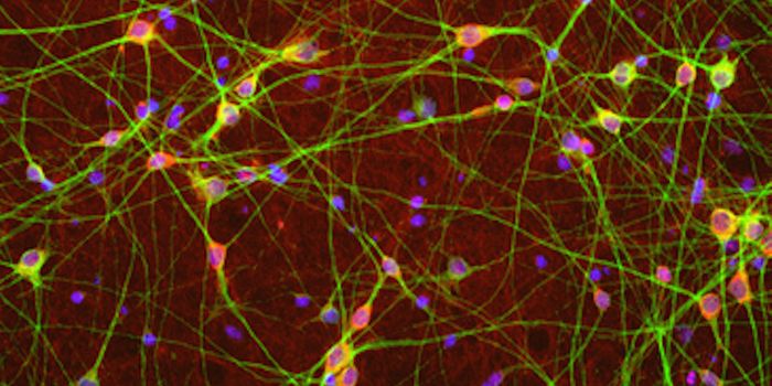 Making Old Brains Young: Hope for Neurodegenerative Diseases