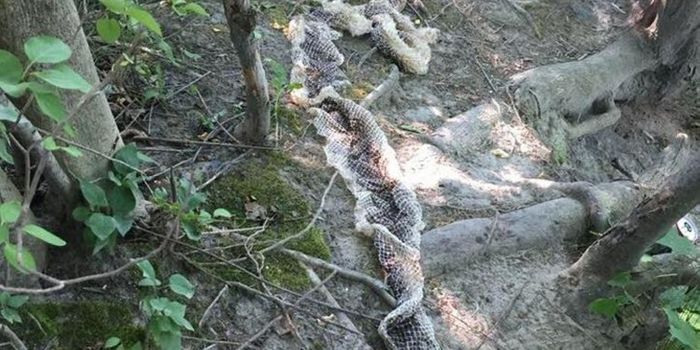 Massive Snake Skin Discovered Near Maine River