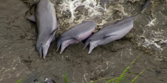 Dolphins Utilize Physics and Shorelines to Hunt for Prey