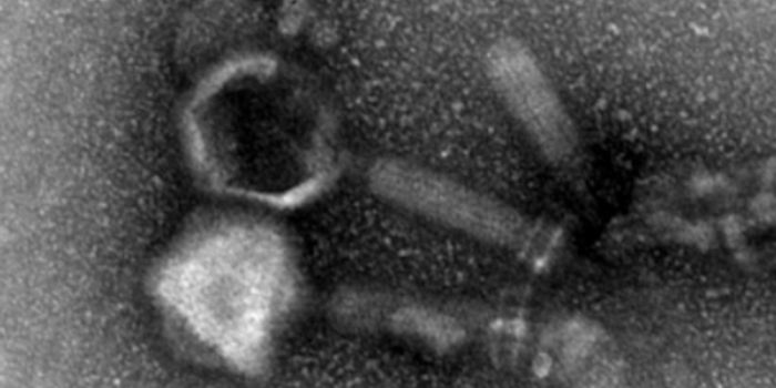 Improving Gut Health - with Viruses