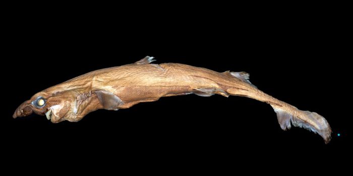 Newly-Discovered Species of Miniature Shark Glows in the Dark