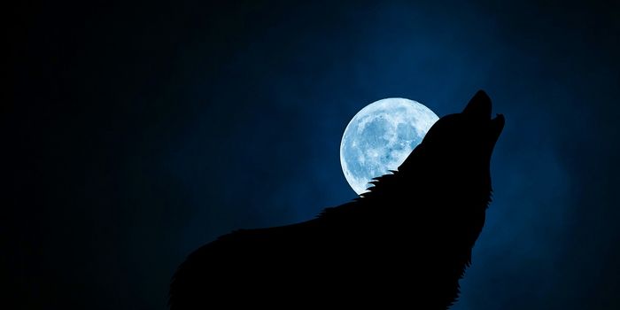 More Animals Becoming Nocturnal to Avoid Humans, Study Finds