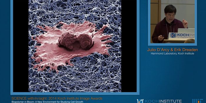 Koch Institute at MIT Presents Amazing Images