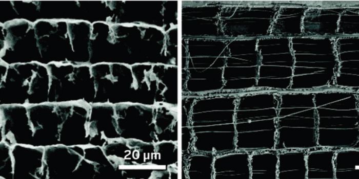 This Spongy Graphene Aerogel Can Be In Your Future Wearable Electronics