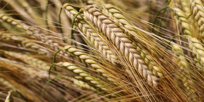 What's Terroir and Does Whiskey Have It?