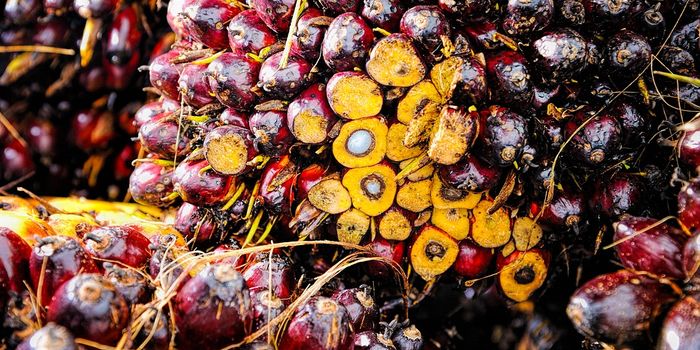 Bioenergy crops are hurting global biodiversity