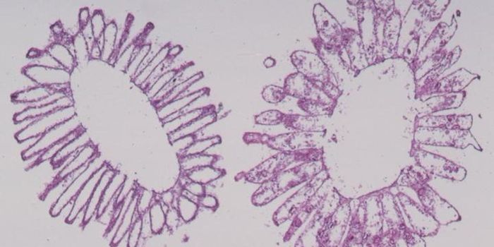 Changing What we Think About the Transition to Multicellular Life