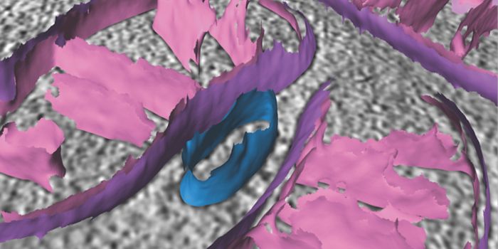 An Advanced Method Reveals Structural Details of Mitochondria