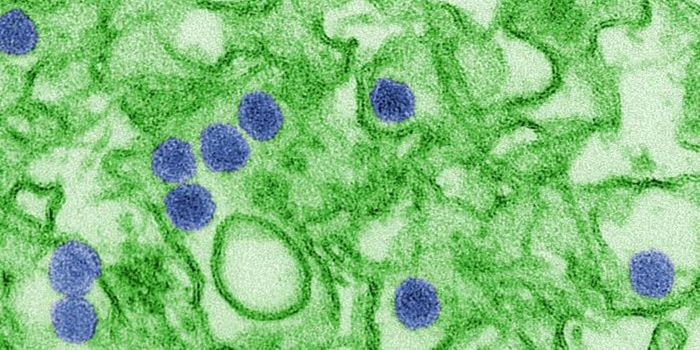 Two New Viruses IDed in Brazilian Patient Samples
