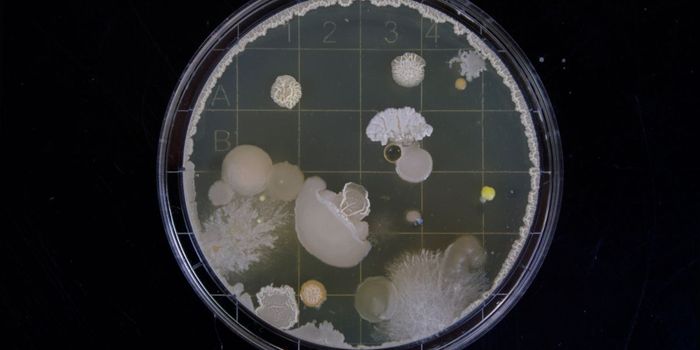 Does Your Gut Bacteria Influence Your Personality?