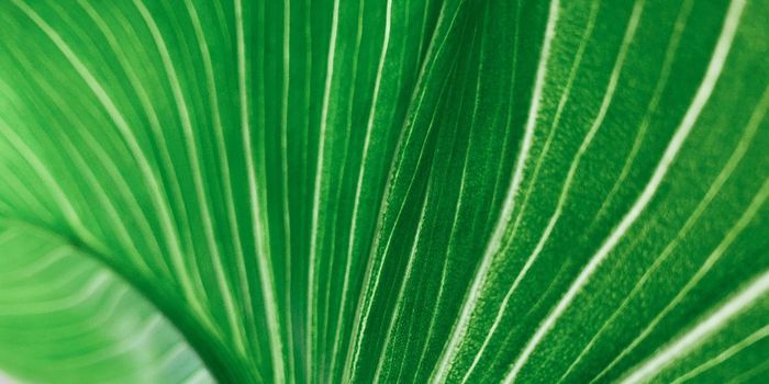 Vagus Nerve Implant Shows Promise for Depression