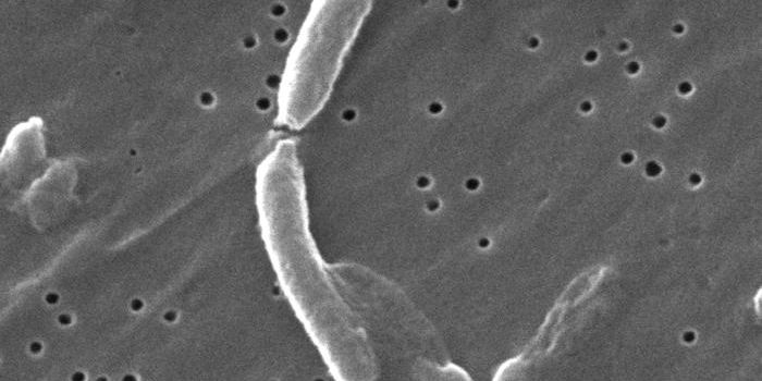 Bacteria Turn to Cannibalism to Survive