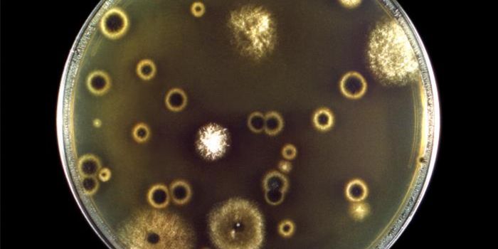 A Fungus That Shrinks to Infect the Brain