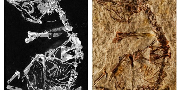 Tiny Bird Fossil Astonishes Researchers