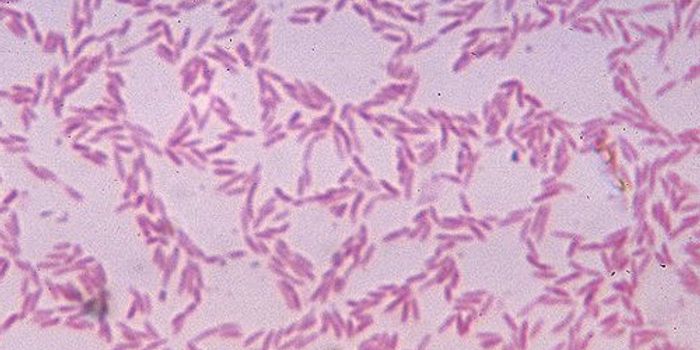 Gut Bacteria may Influence Pancreatic Cancer by Immunosuppression