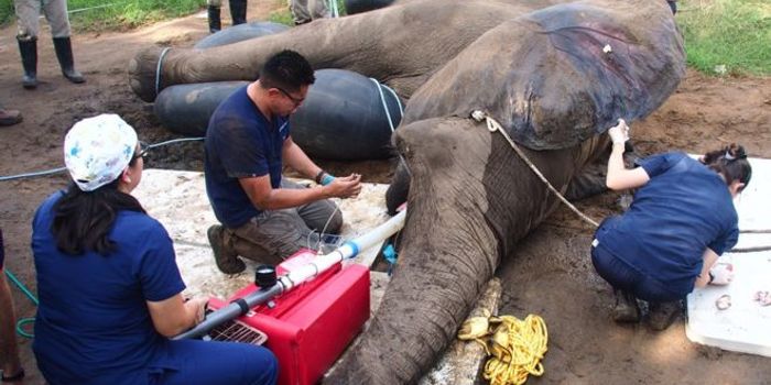Elephant Receives Root Canal After Cracked Tusk Becomes Infected
