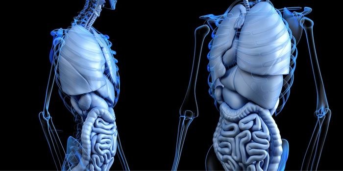 Researchers Reveal the Signals That Cause Chronic Gut Pain