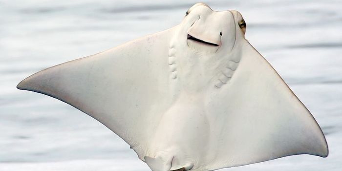 Stingrays Found to Chew Their Food Before Swallowing