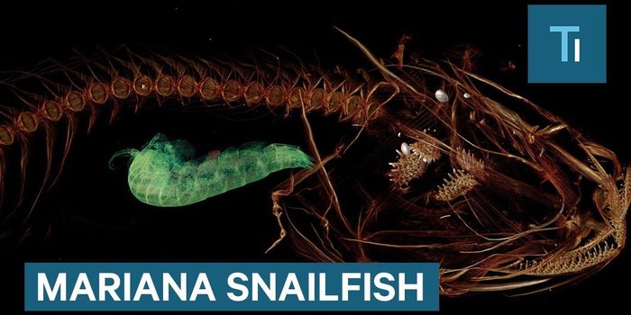 Meet the World's Deepest-Dwelling Fish