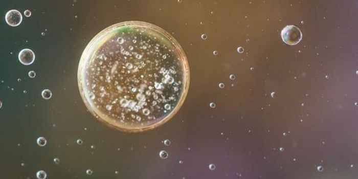 Some Epigenetic Tags can be Passed Down From Mothers to Offspring