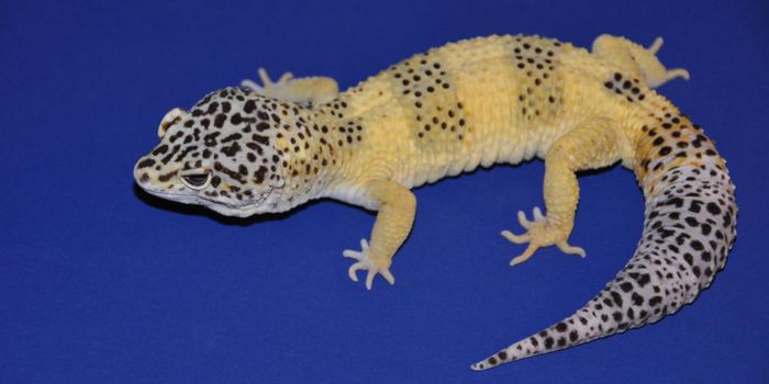 How Colorful Geckos Can Teach Us About Biology