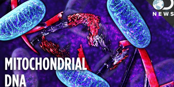 Researchers Stunned to Find People who Inherited Mitochondrial DNA From Dad