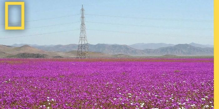 Rare Atacama Rainfall Events Devastate Microbial Life