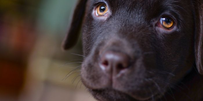 Good Dog! Man's Best Friend Sniffs Out Prostate Cancer.
