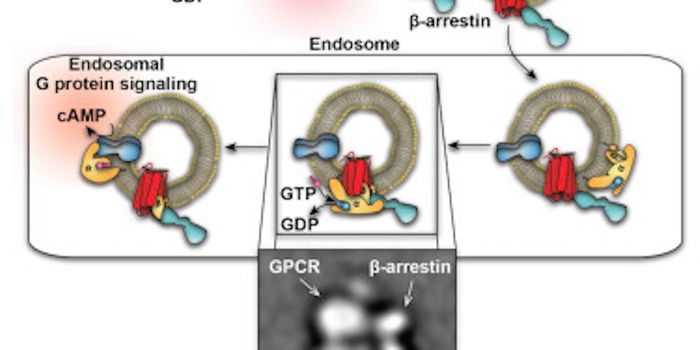 Mega-complex Discovery Enhances Understanding of Cell Signaling