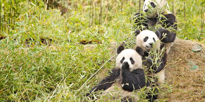 Have You Ever Wondered Why Giant Pandas Can Survive on Just Bamboo?