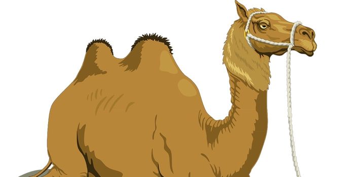 Why Do Camels Have Humps?