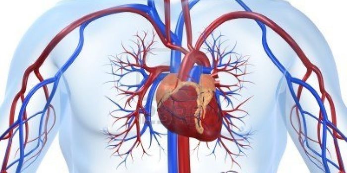 Scientists Explain Why Too Much Sugar is Bad For Your Heart