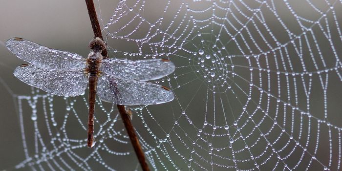 Insecticides Linked to Increased Risk of Cardiovascular Disease and Death