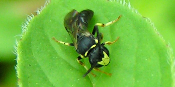 Seven Bee Species Added to United States' Endangered Species List