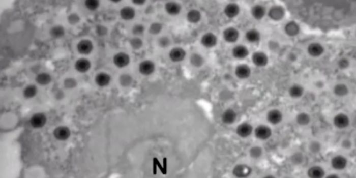 Giant Viruses can Make Their own Genes