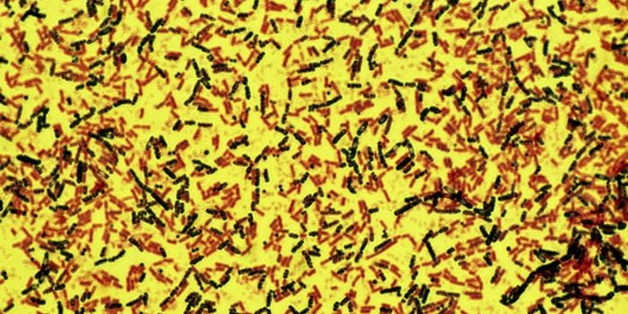 First Atlas of Airborne Microbes Across US