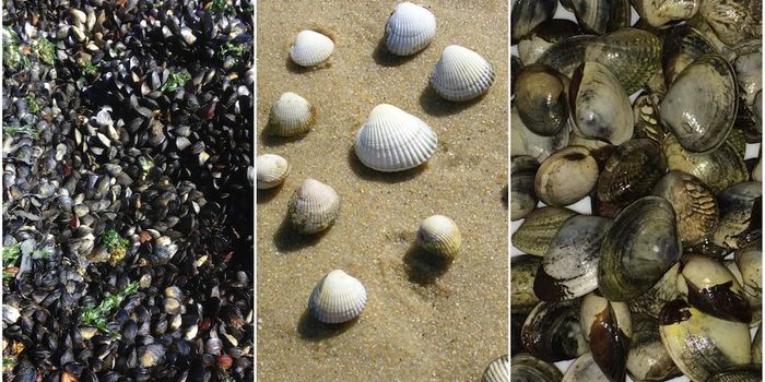 Contagious Cancer Observed in Mollusks