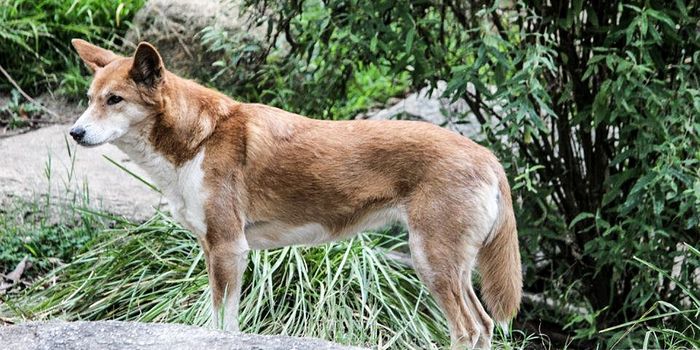 Should Australia Recognize the Dingo as a Distinct Species?