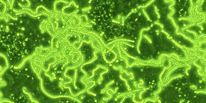 Viruses can Stimulate Photosynthesis in Bacteria