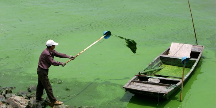 Alert: nuerotoxins found in Lake Winnipeg