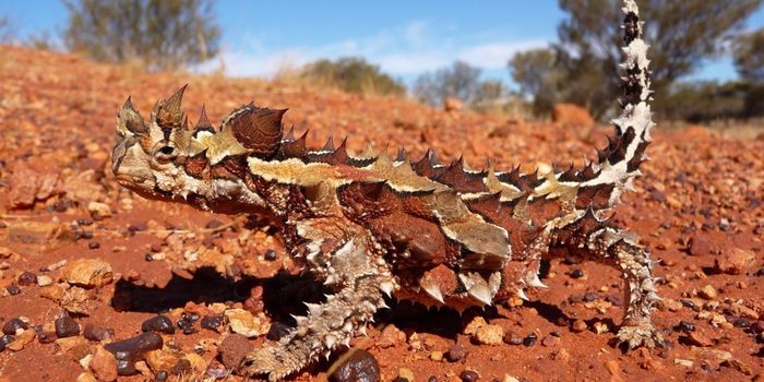 This Lizard Can Drink Water From Sand Through its Feet & Back