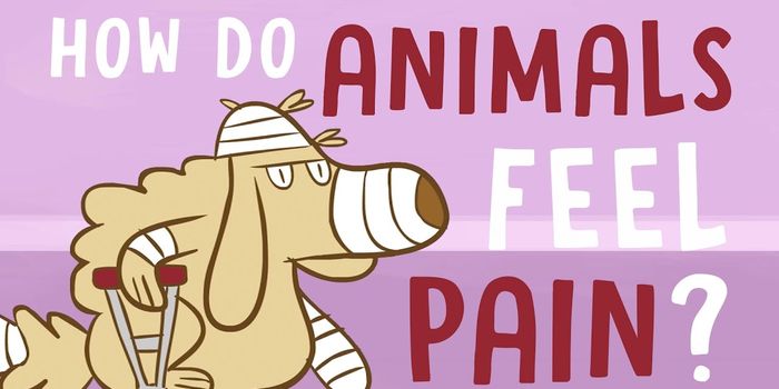 How Do Animals Sense Pain?